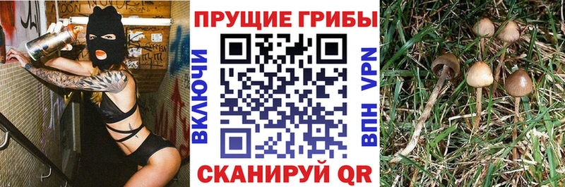 Галлюциногенные грибы Psilocybine cubensis  Купить закладки  Задонск 